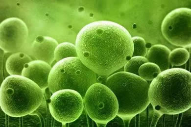 生物制品